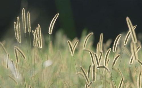 起来草在线视频,一起探索起舞的视觉盛宴
