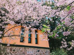 樱花阁高清在线视频,一场视觉盛宴的浪漫之旅