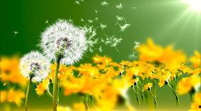 蒲公英在线视频免费看,蒲公英在线视频免费看，开启观影新体验