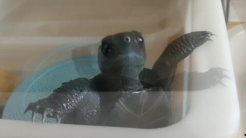 乖巧乌龟在线视频,揭秘萌宠的智慧生活