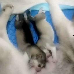 爱乱在线视频,揭秘网络直播的诱惑与风险